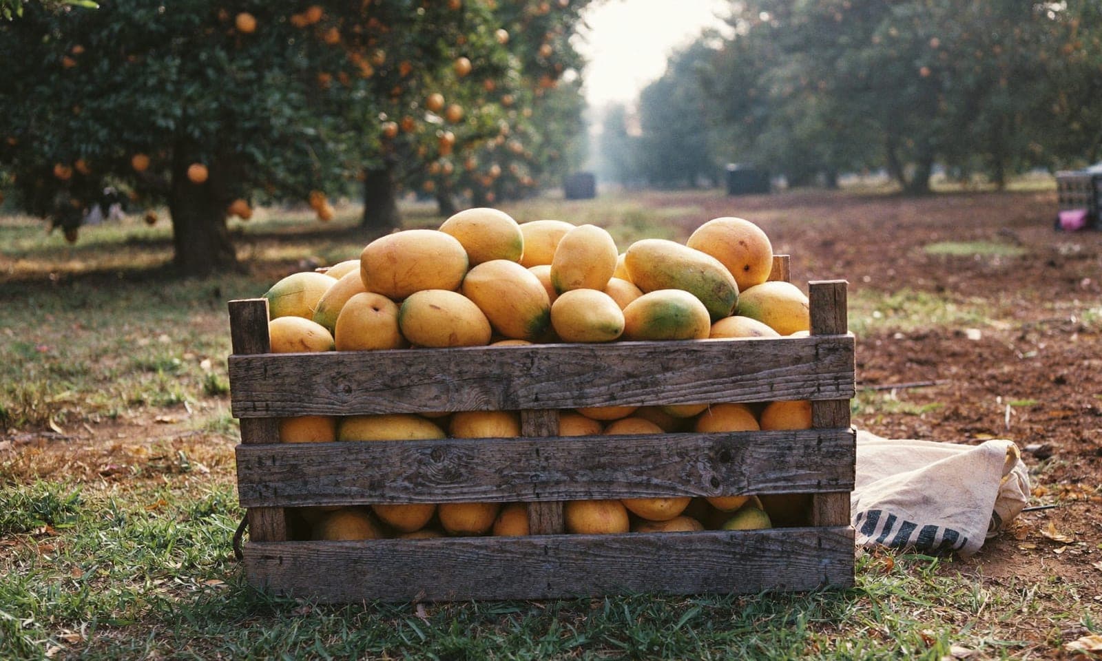 A wooden crate brimming with golden mangoes, set in the orchard at sunset