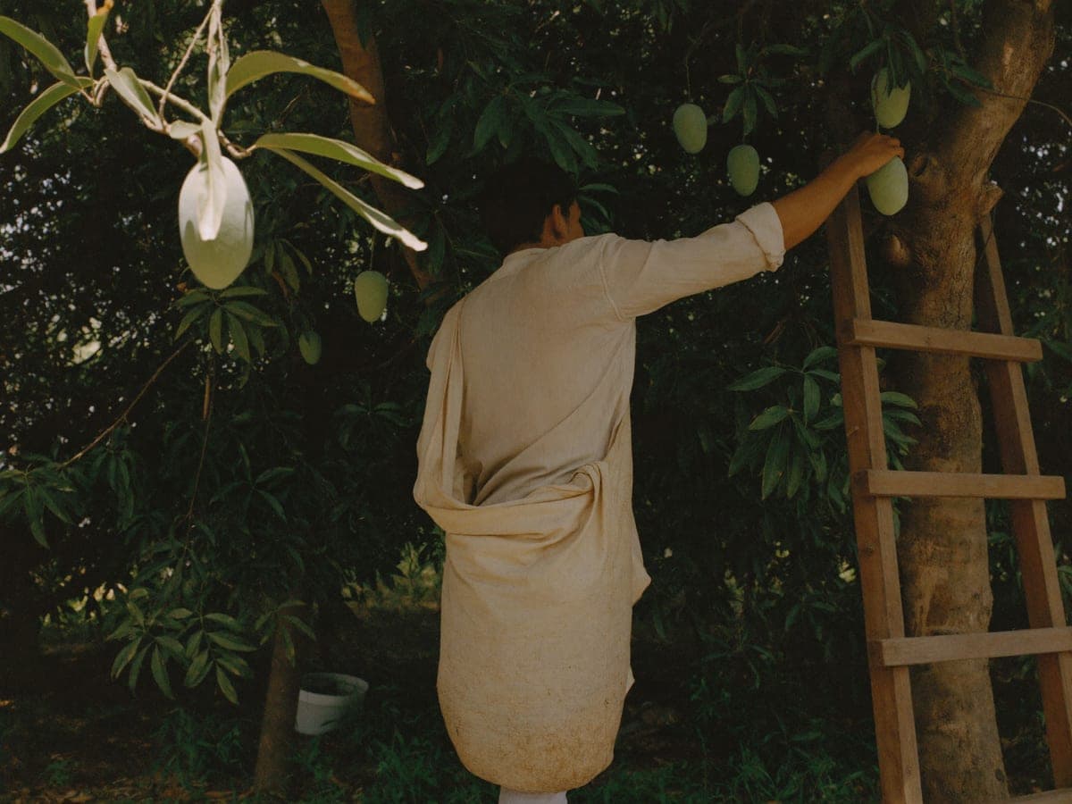A grower reaching into the canopy to pick a mango by hand