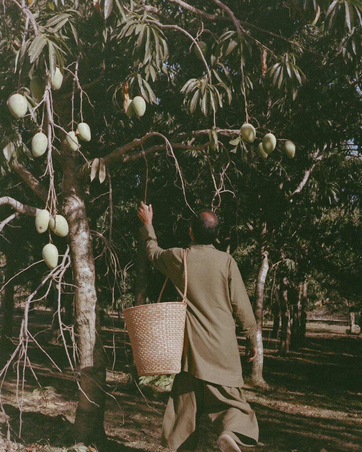 A grower walking the orchard rows at golden hour, harvest basket on his shoulder