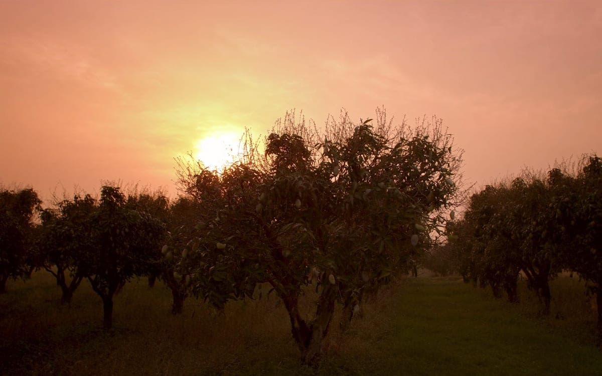 The Orchard