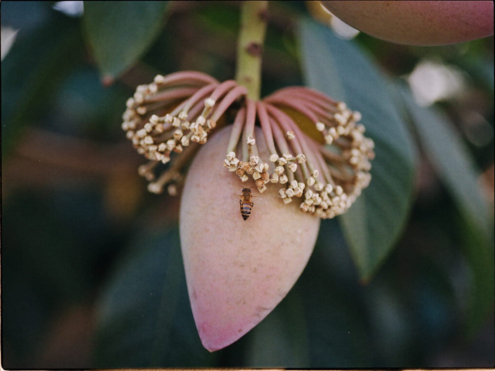 A honeybee working a cluster of mango blossom