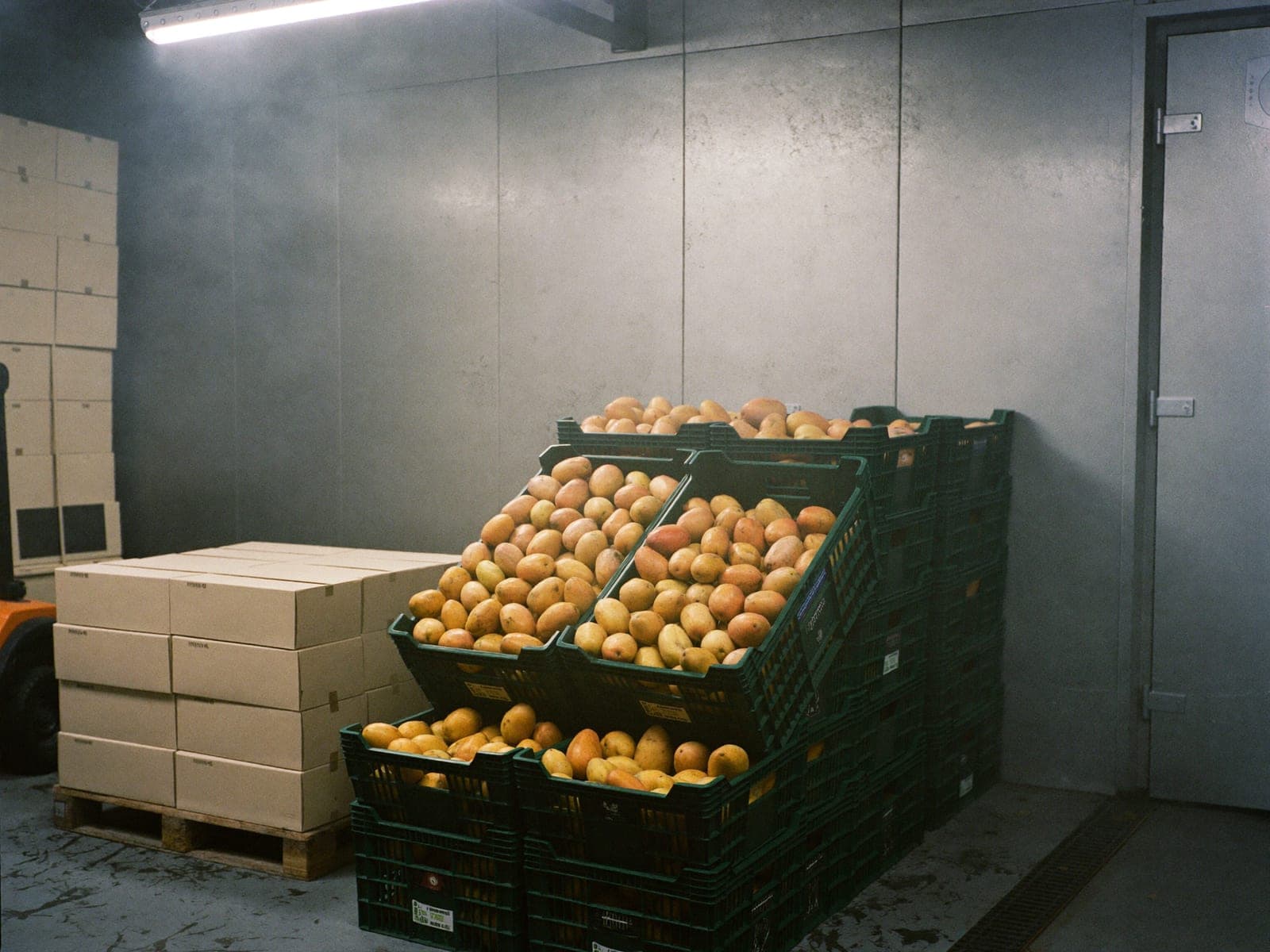 Crates of mangoes staged inside a temperature-controlled cold room