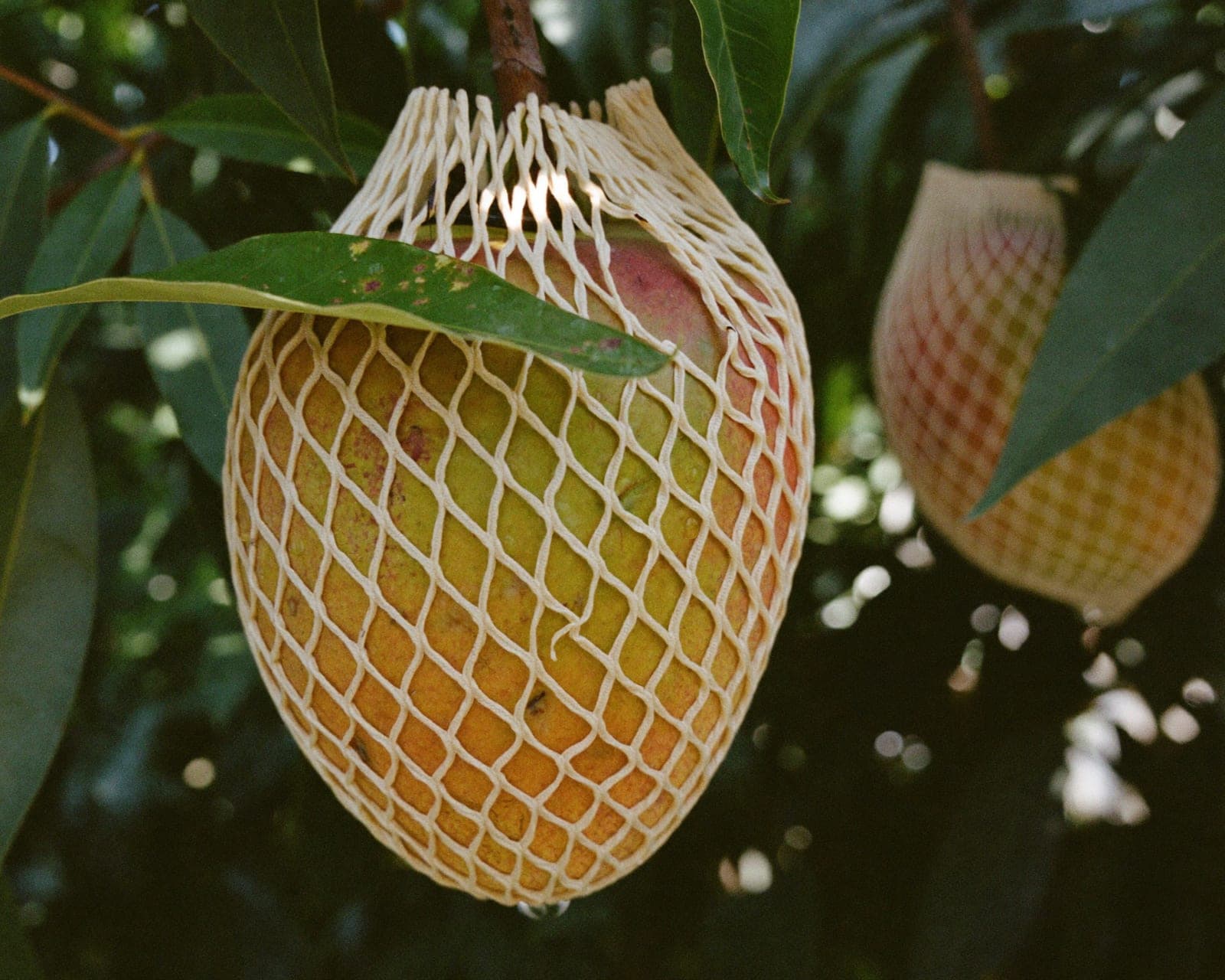 A single golden mango nested in protective paper mesh inside its box