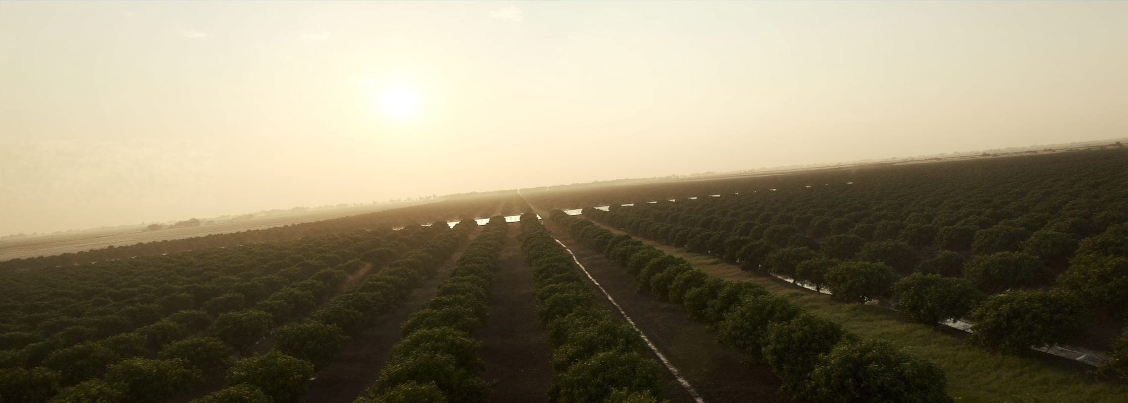 Rows of mango trees at sunrise in Punjab, Pakistan