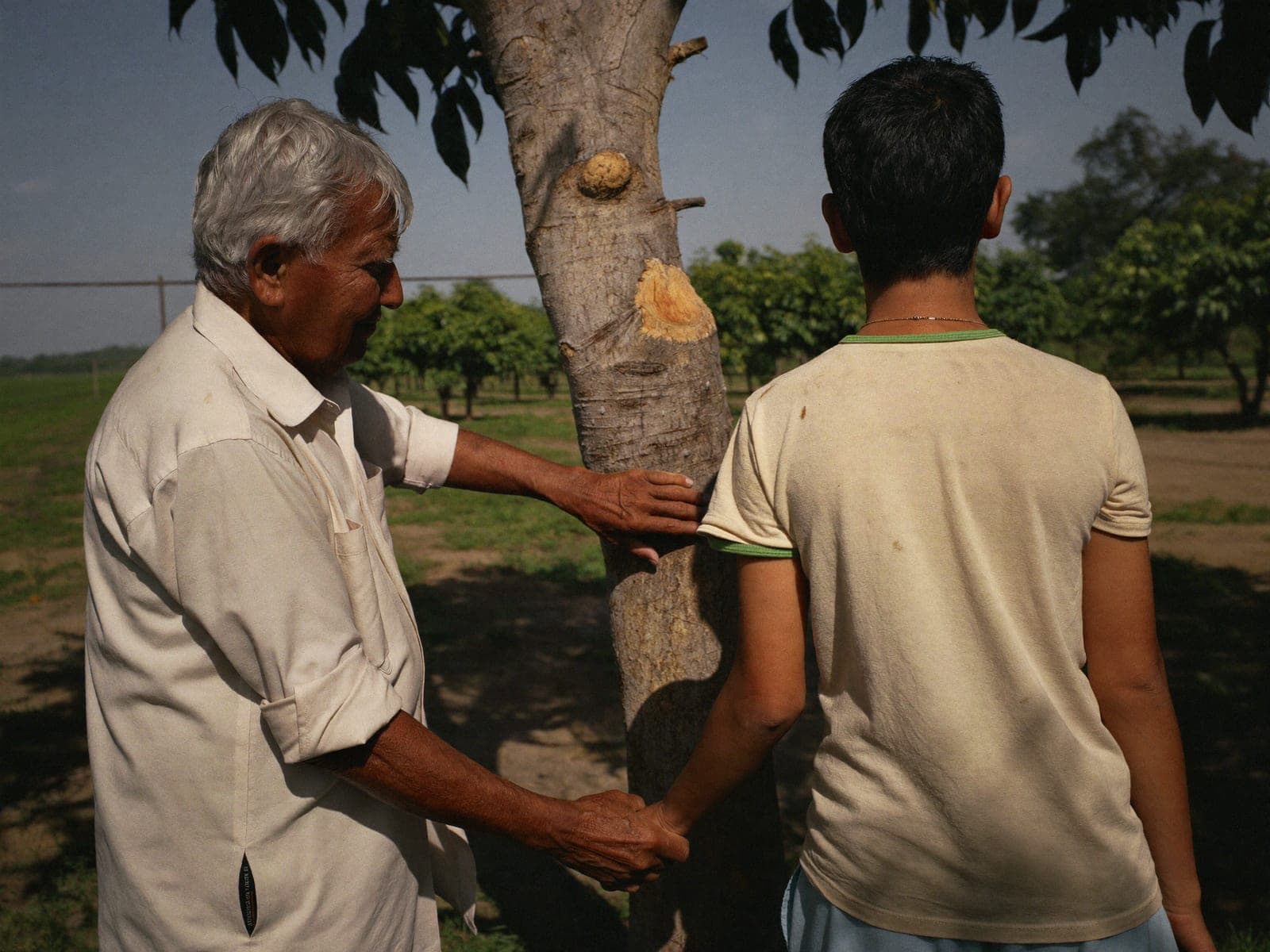 A lesson held in the shade of an old orchard tree