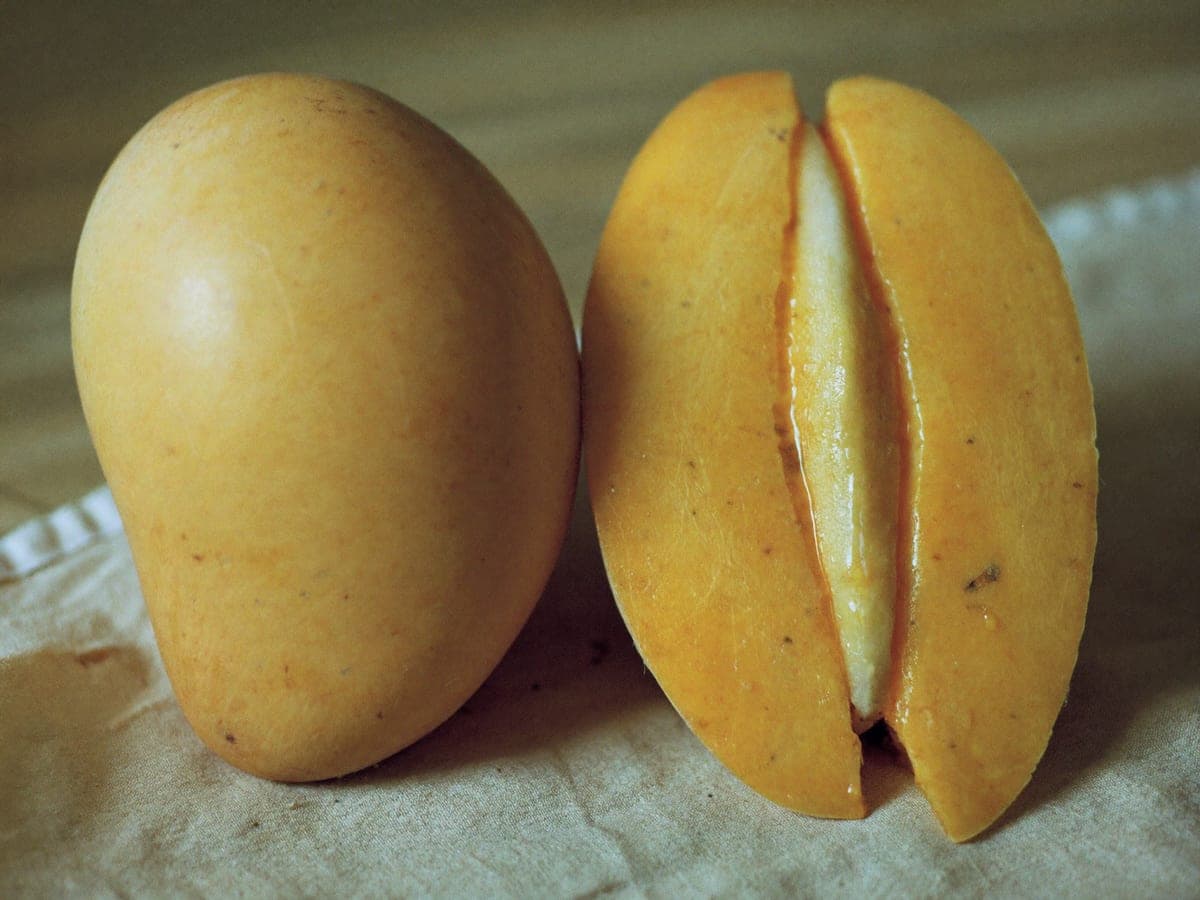 Two Sindhri mangoes on cream cloth: one whole, large and oval with smooth pale golden skin, the other cut lengthwise to show fibre-free pale yellow flesh.